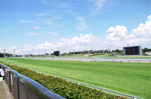 中山競馬場ターフ