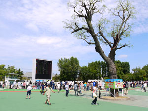 札幌競馬場のパドック
